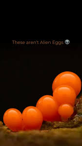 Attēlu rezultāti vaicājumam “Stemonitis marjana spores”