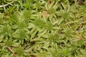 Attēlu rezultāti vaicājumam “Sphagnum centrale sporophyte”