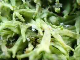 Attēlu rezultāti vaicājumam “Metzgeria violacea”