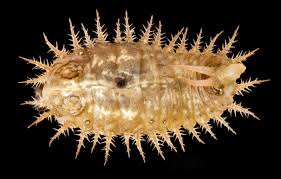 Attēlu rezultāti vaicājumam “Lasioptera rubi larva”