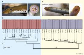 Image result for Lampetra fluviatilis