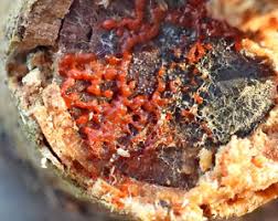 Attēlu rezultāti vaicājumam “Willkommlangea reticulata”