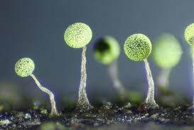 Attēlu rezultāti vaicājumam “Physarum licheniforme macro”