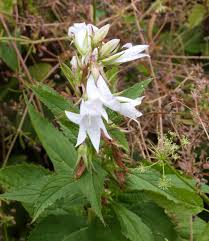 Attēlu rezultāti vaicājumam “Campanula latifolia flower”