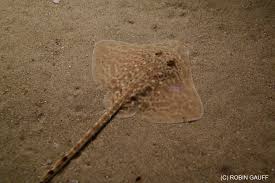 Image result for Raja brachyura