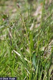 Attēlu rezultāti vaicājumam “Carex hirta female flower”