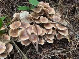 Attēlu rezultāti vaicājumam “Collybia acervata”