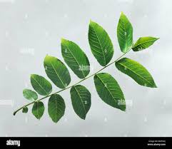 Attēlu rezultāti vaicājumam “Juglans x sinensis leaf”