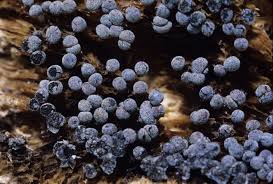 Attēlu rezultāti vaicājumam “Physarum murinum”