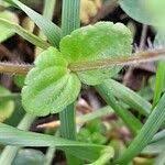 Attēlu rezultāti vaicājumam “Veronica arvensis leaf”