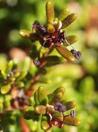 Attēlu rezultāti vaicājumam “Empetrum nigrum flower”