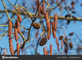Attēlu rezultāti vaicājumam “Alnus glutinosa bud”