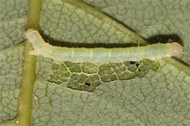 Attēlu rezultāti vaicājumam “Hydrelia flammeolaria”