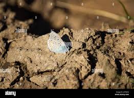 Attēlu rezultāti vaicājumam “Agrodiaetus damon underside”