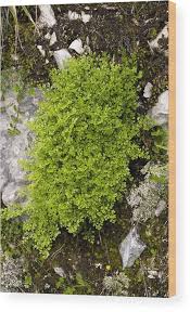 Attēlu rezultāti vaicājumam “Asplenium ruta-muraria”