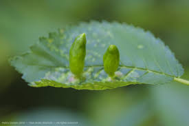 Attēlu rezultāti vaicājumam “Tetraneura ulmi”