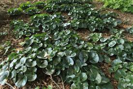 Attēlu rezultāti vaicājumam “Asarum europaeum leaf”