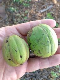 Attēlu rezultāti vaicājumam “Carya ovata fruit”