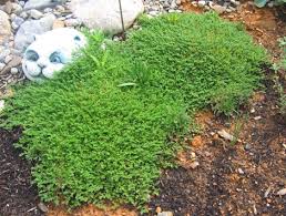 Attēlu rezultāti vaicājumam “Herniaria glabra flower”