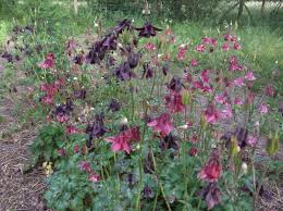 Image result for Akelei