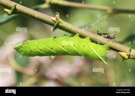 Attēlu rezultāti vaicājumam “Smerinthus ocellata”