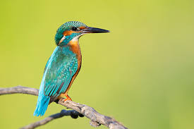 Attēlu rezultāti vaicājumam “Alcedo atthis adult”