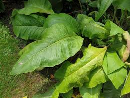 Attēlu rezultāti vaicājumam “Inula helenium leaf”