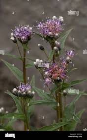 Attēlu rezultāti vaicājumam “Saussurea esthonica leaf”