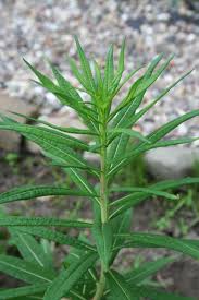 Image result for Weidenröschen