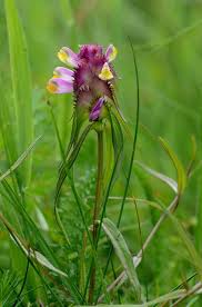 Attēlu rezultāti vaicājumam “Melampyrum cristatum”