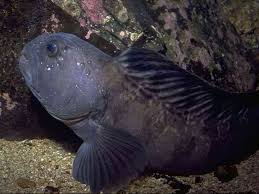 Image result for Anarhichas lupus