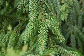 Attēlu rezultāti vaicājumam “Picea orientalis”