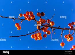 Attēlu rezultāti vaicājumam “Malus x zumi fruit”