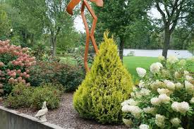 Attēlu rezultāti vaicājumam “Thuja plicata flower”