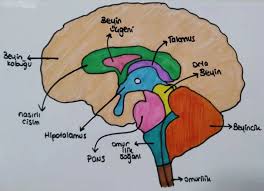 Image result for b%FD%E7ak anatomisi
