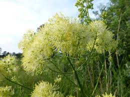 Attēlu rezultāti vaicājumam “Thalictrum lucidum flower”