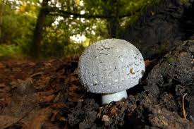Attēlu rezultāti vaicājumam “Amanita excelsa”