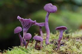 Attēlu rezultāti vaicājumam “Laccaria amethystina”