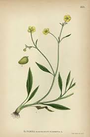 Attēlu rezultāti vaicājumam “Ranunculus flammula”