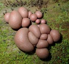 Attēlu rezultāti vaicājumam “Lycogala miserum young”