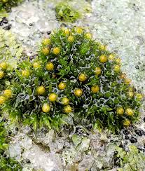 Attēlu rezultāti vaicājumam “Mnium hornum sporophyte”