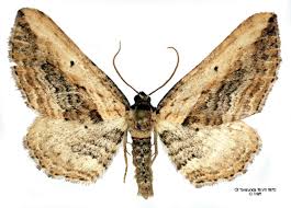 Attēlu rezultāti vaicājumam “Horisme vitalbata”