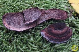 Attēlu rezultāti vaicājumam “Gloeophyllum trabeum”