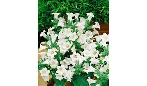 Image result for Campanula formanekiana