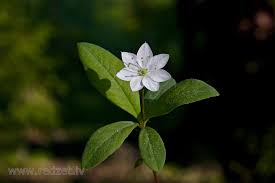 Attēlu rezultāti vaicājumam “Trientalis europaea fruit”