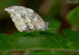 Attēlu rezultāti vaicājumam “Pieridae”