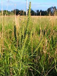 Attēlu rezultāti vaicājumam “Veronica longifolia bud”
