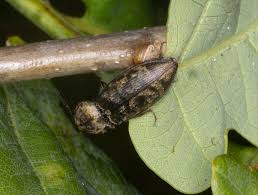 Attēlu rezultāti vaicājumam “Prosternon tessellatum”