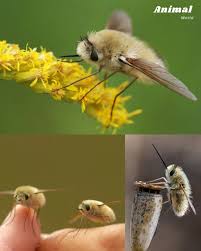 Attēlu rezultāti vaicājumam “Bombyliidae”