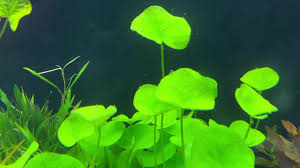 「香菇草」的圖片搜尋結果